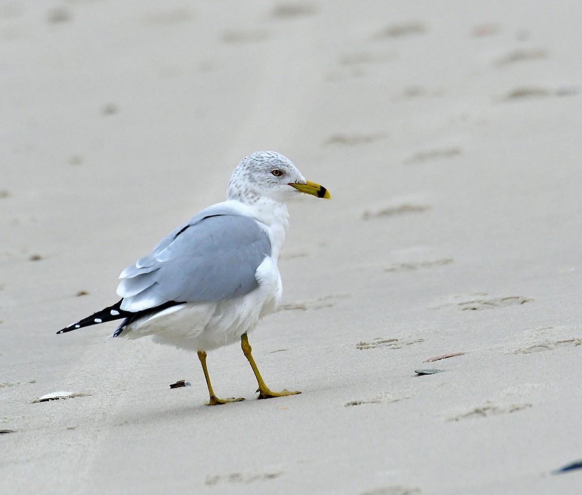 Ring-billed Gull - ML613956009