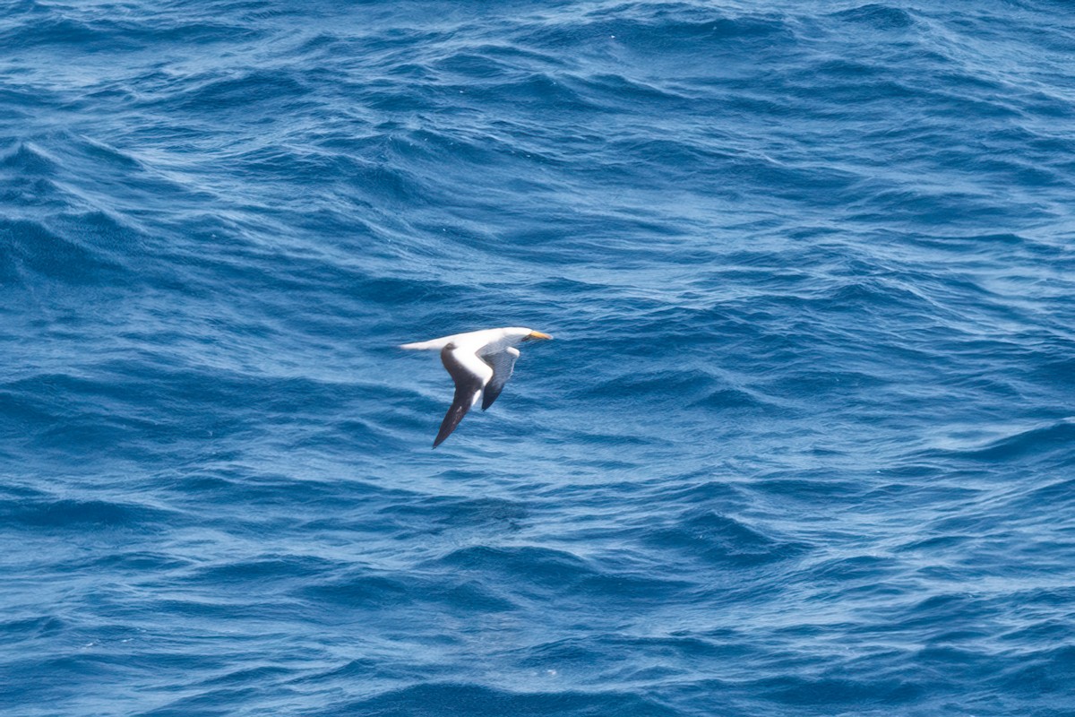 Masked Booby - ML613956041