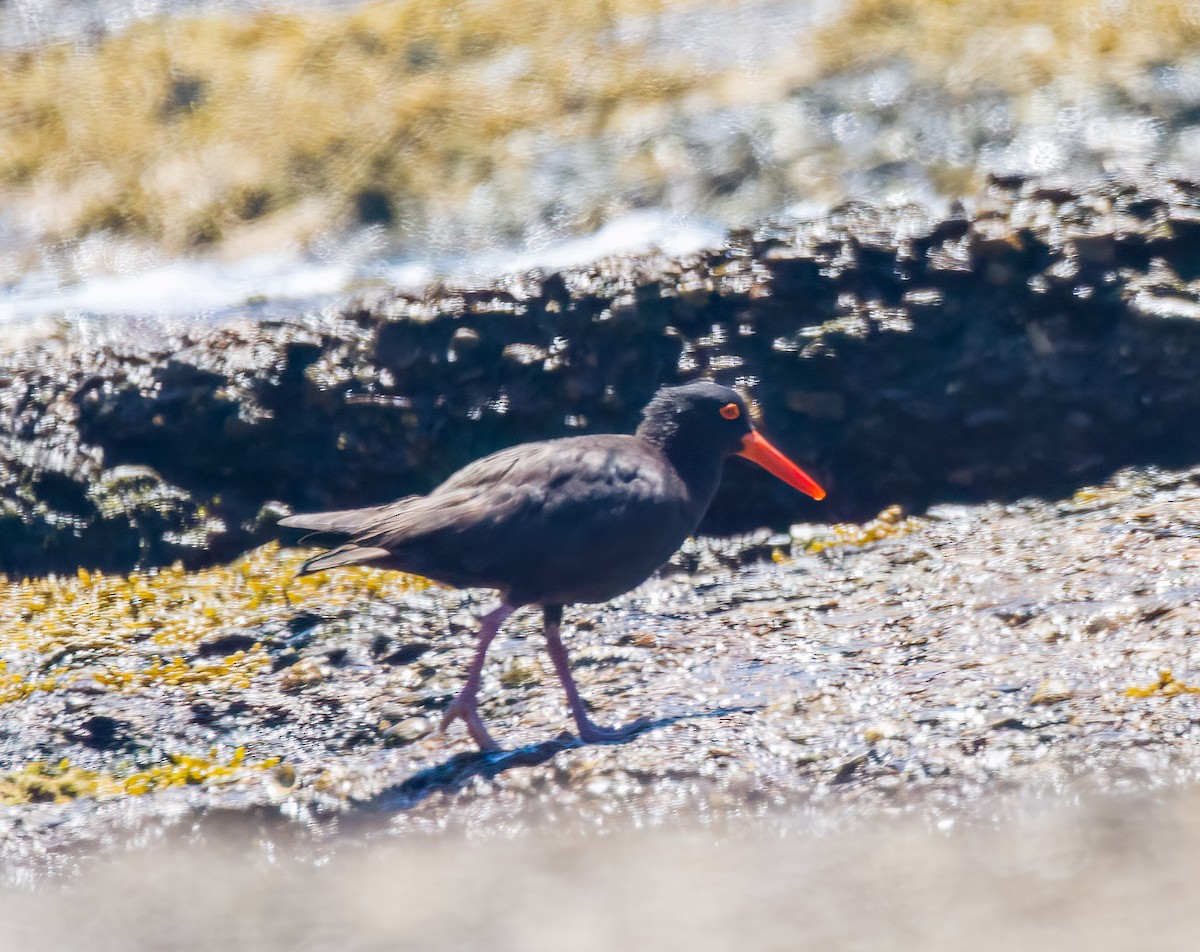 Sooty Oystercatcher - ML613956077