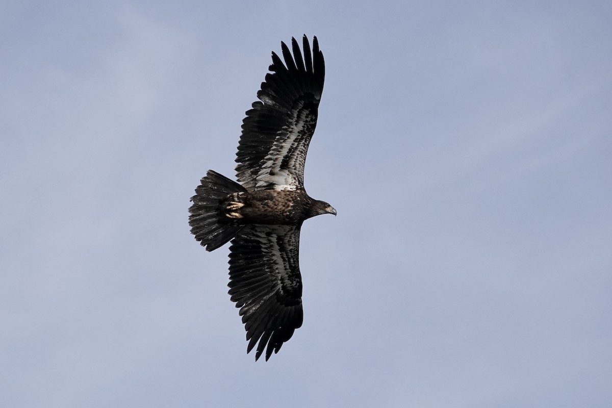 Bald Eagle - ML613956080