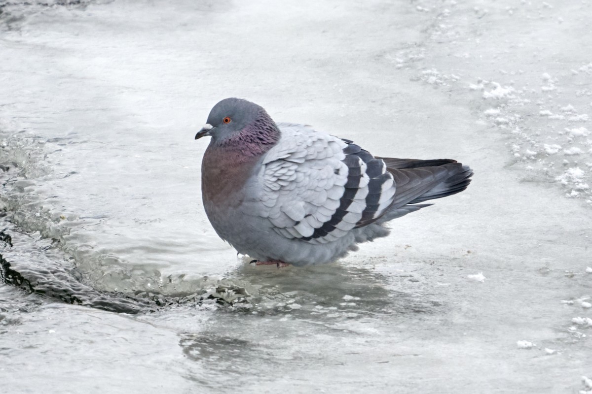 Rock Pigeon (Feral Pigeon) - ML613956087