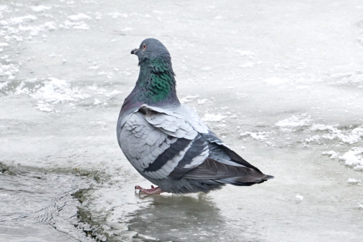 Rock Pigeon (Feral Pigeon) - ML613956088