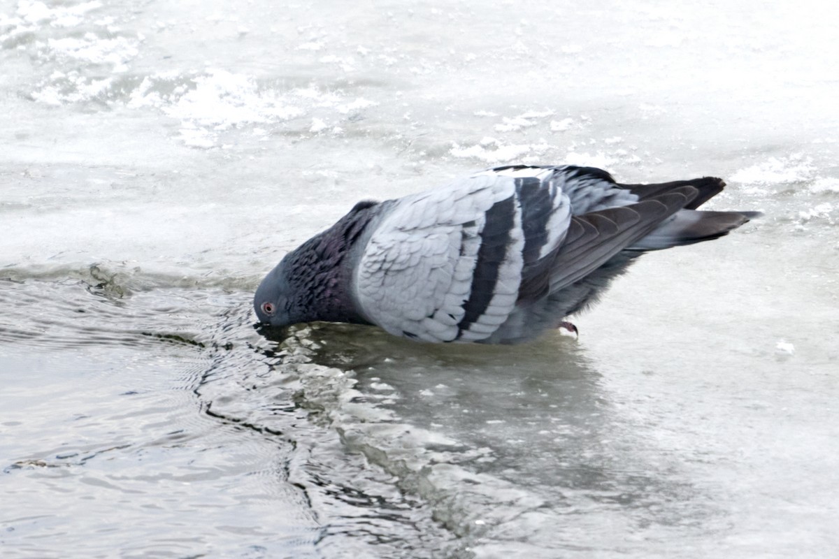 Rock Pigeon (Feral Pigeon) - ML613956089