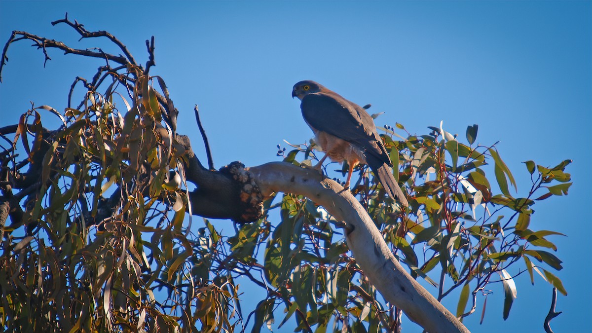 Brown Goshawk - paul mclelland