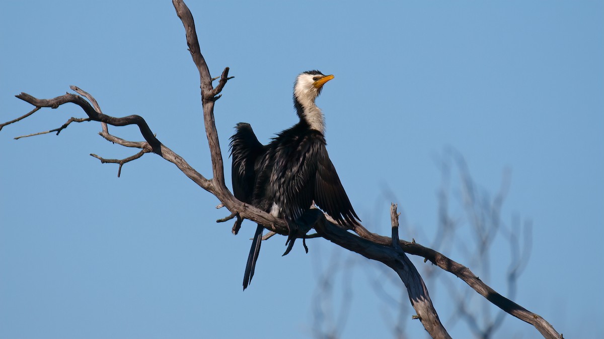 Little Pied Cormorant - paul mclelland