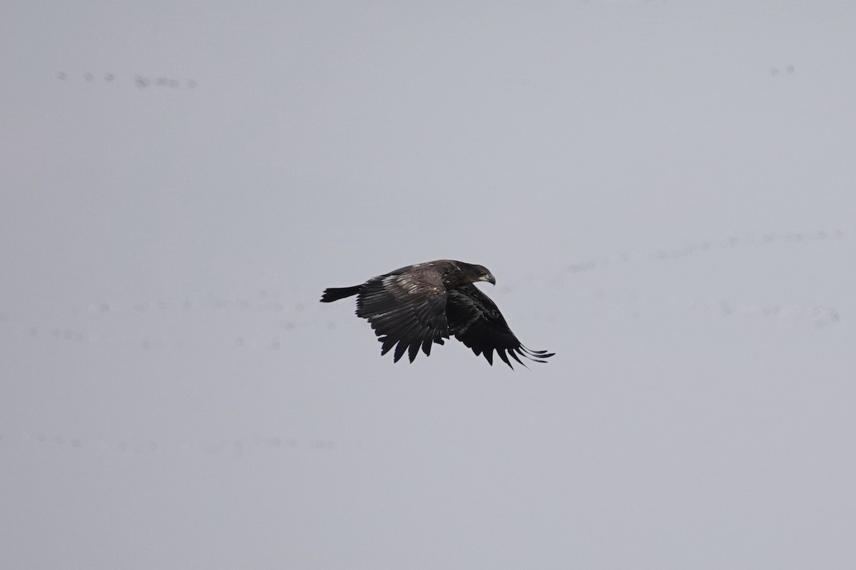 Bald Eagle - ML613956164