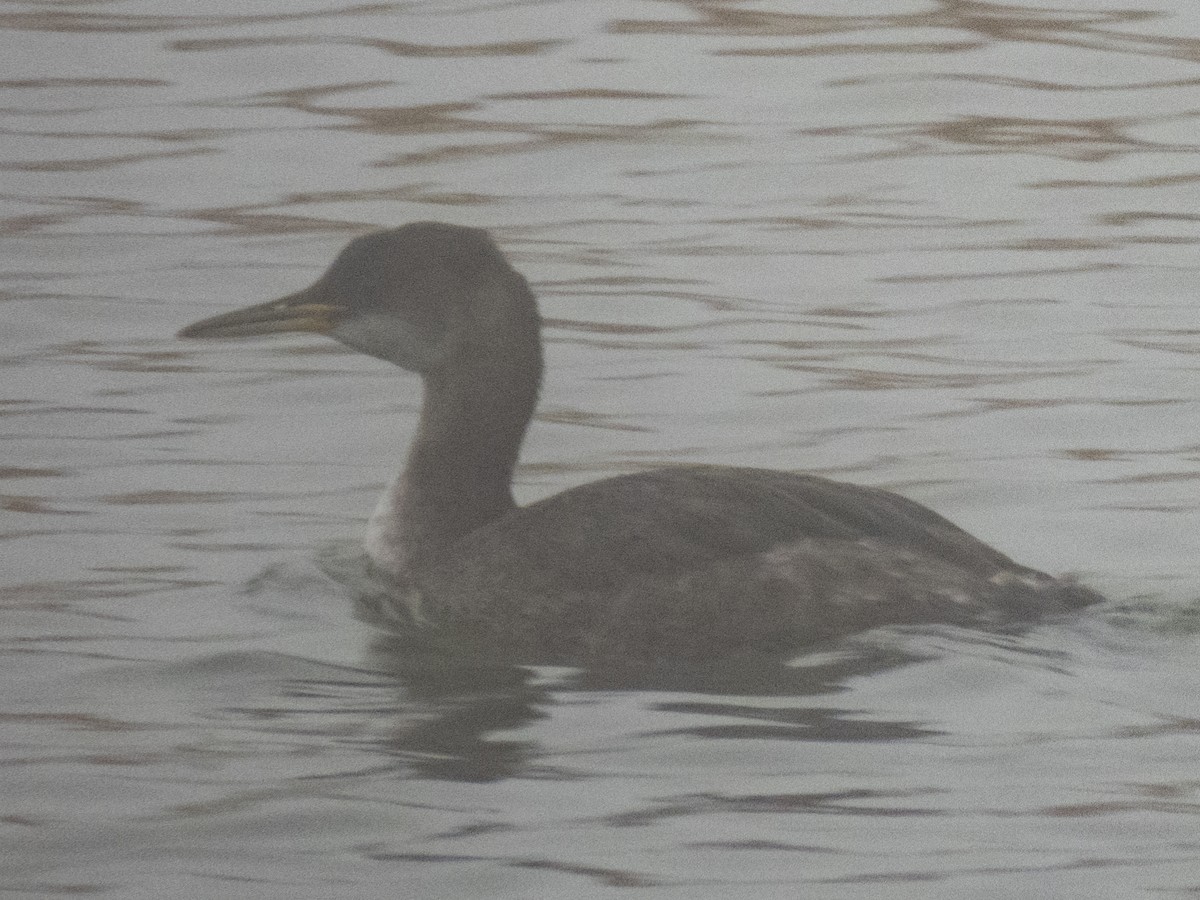 Red-necked Grebe - ML613956168
