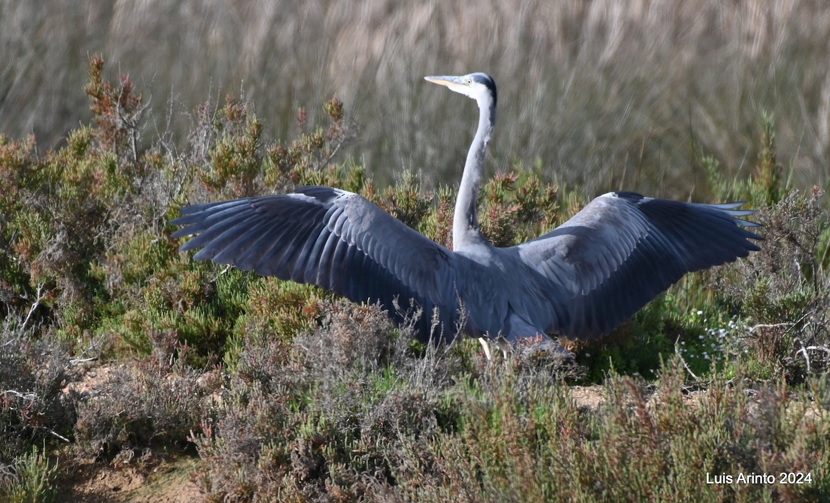 Gray Heron - ML613956203