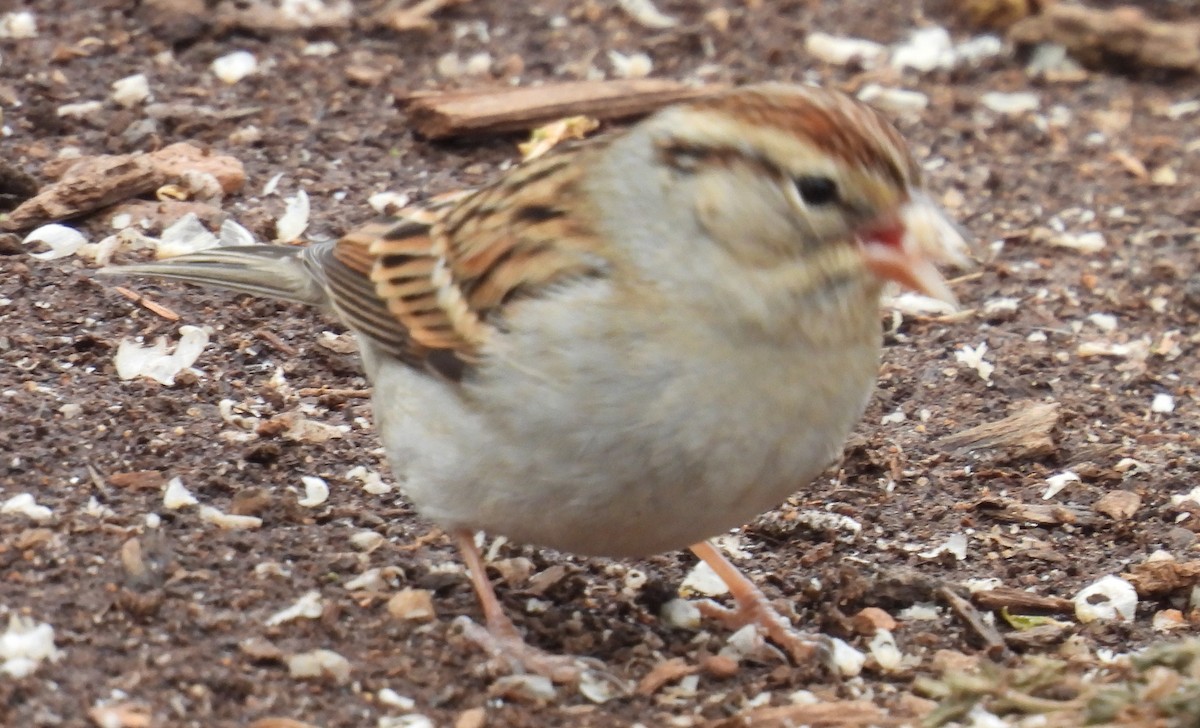Chipping Sparrow - ML613956231
