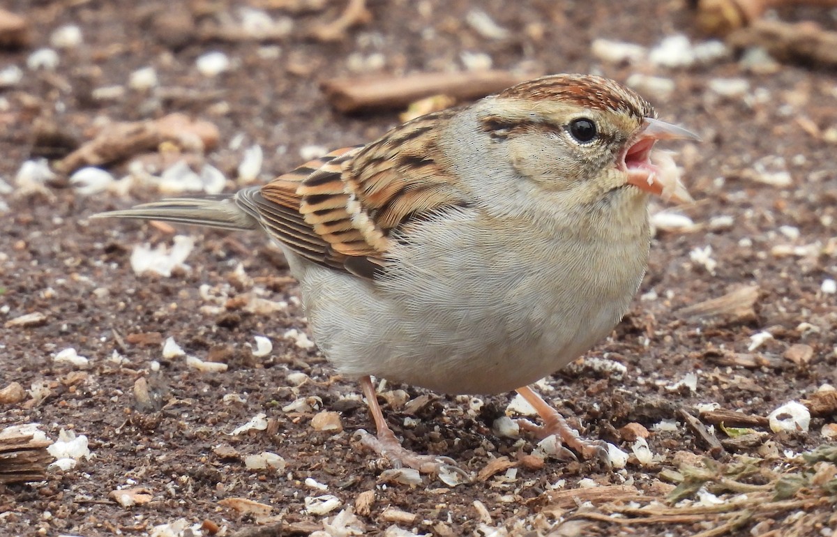 Chipping Sparrow - ML613956232