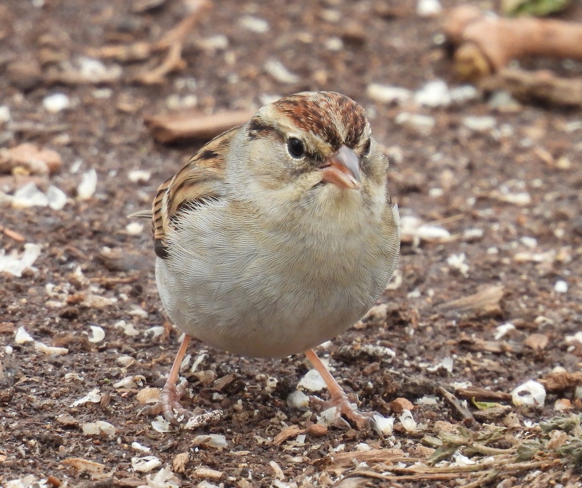 Chipping Sparrow - ML613956233