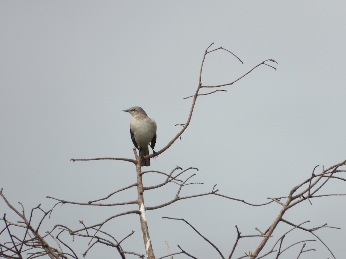 Northern Mockingbird - ML613956235