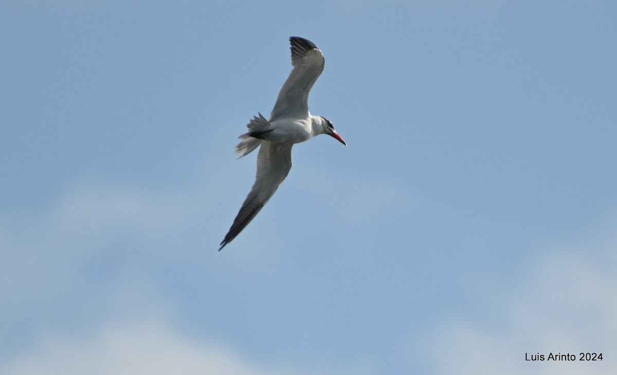 Caspian Tern - ML613956274