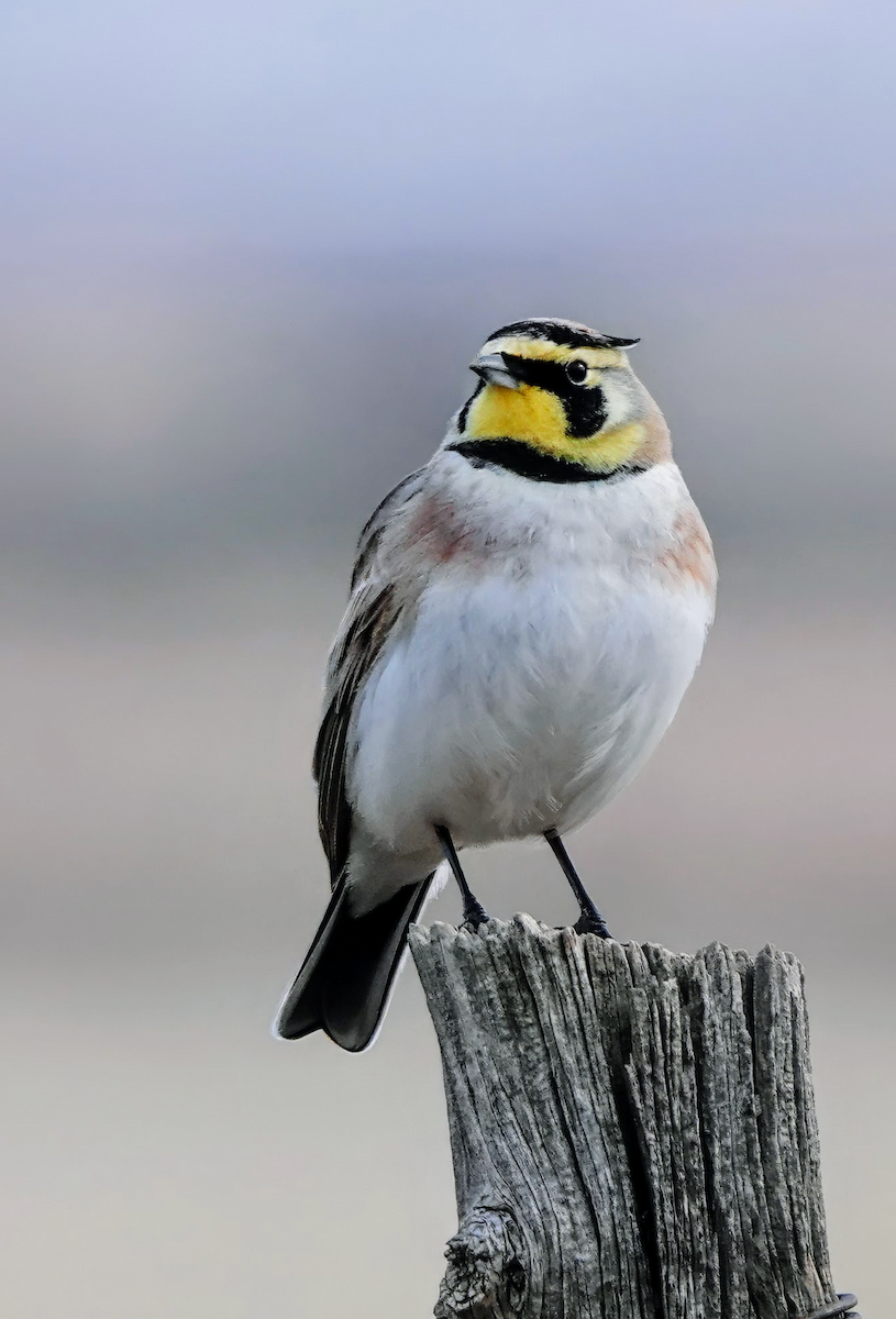 Horned Lark - Cheryl Carlile