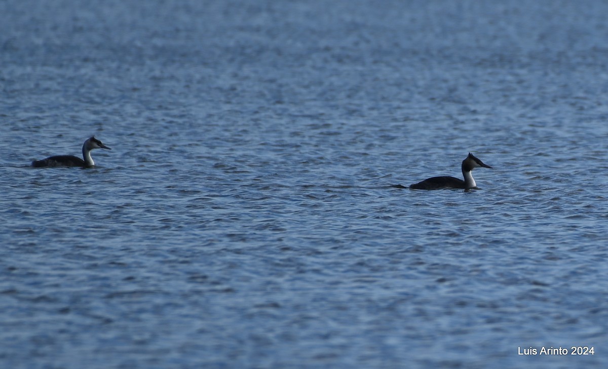 Great Crested Grebe - Luis Arinto