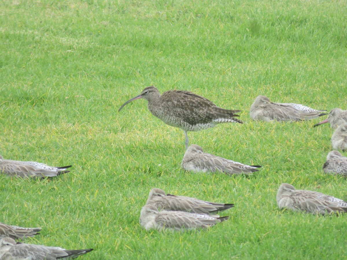 Whimbrel - Sue F