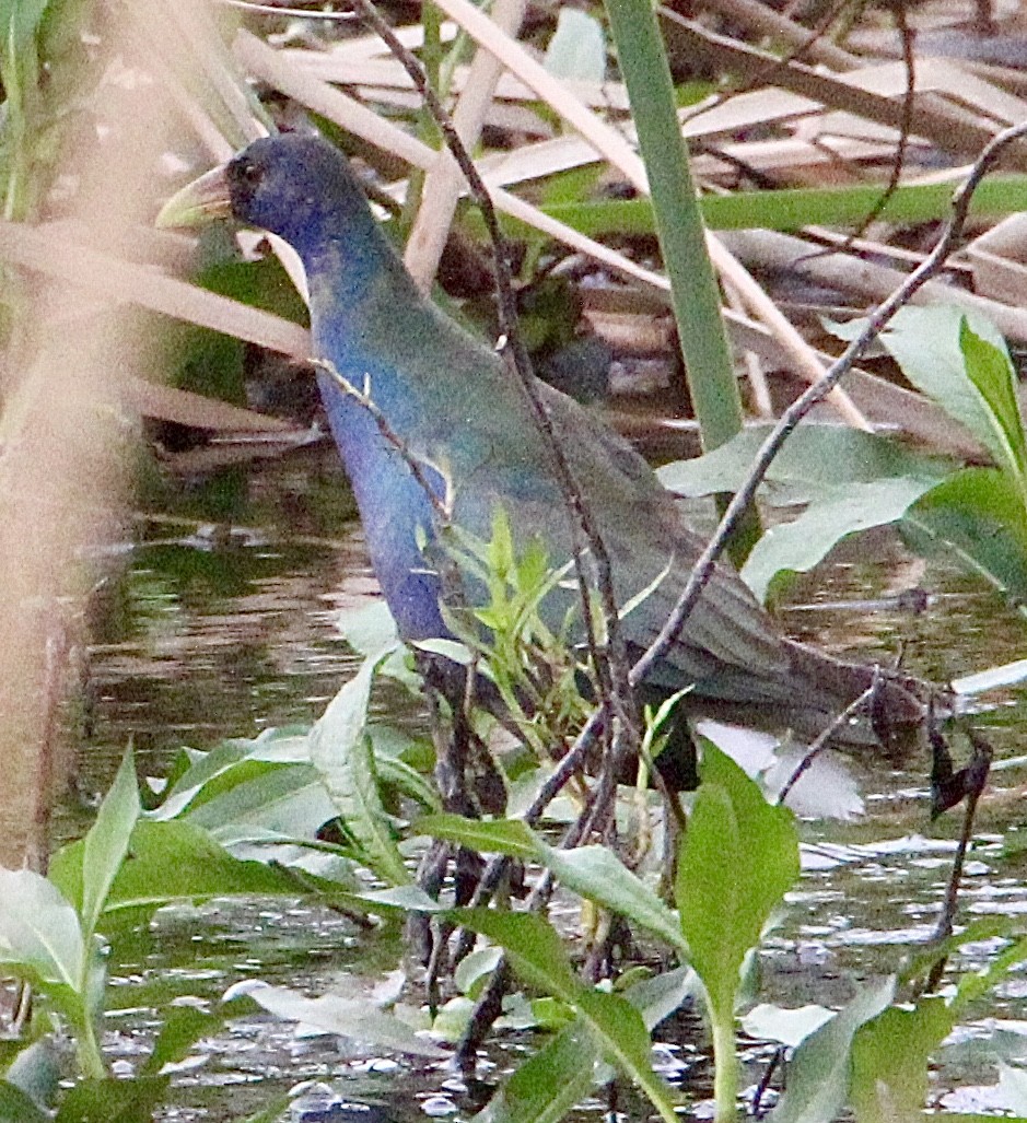 Purple Gallinule - ML613956375