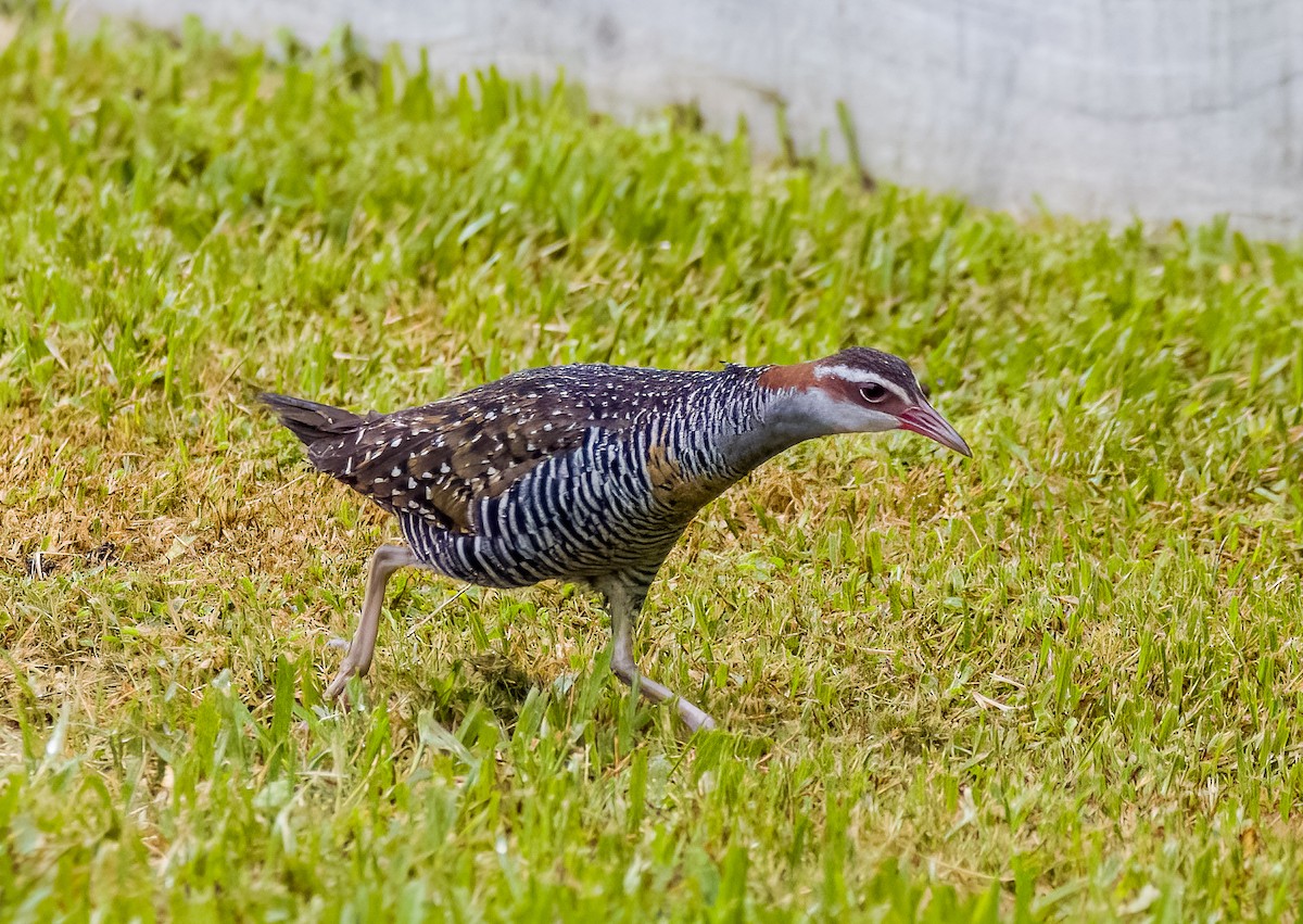 Buff-banded Rail - ML613956417