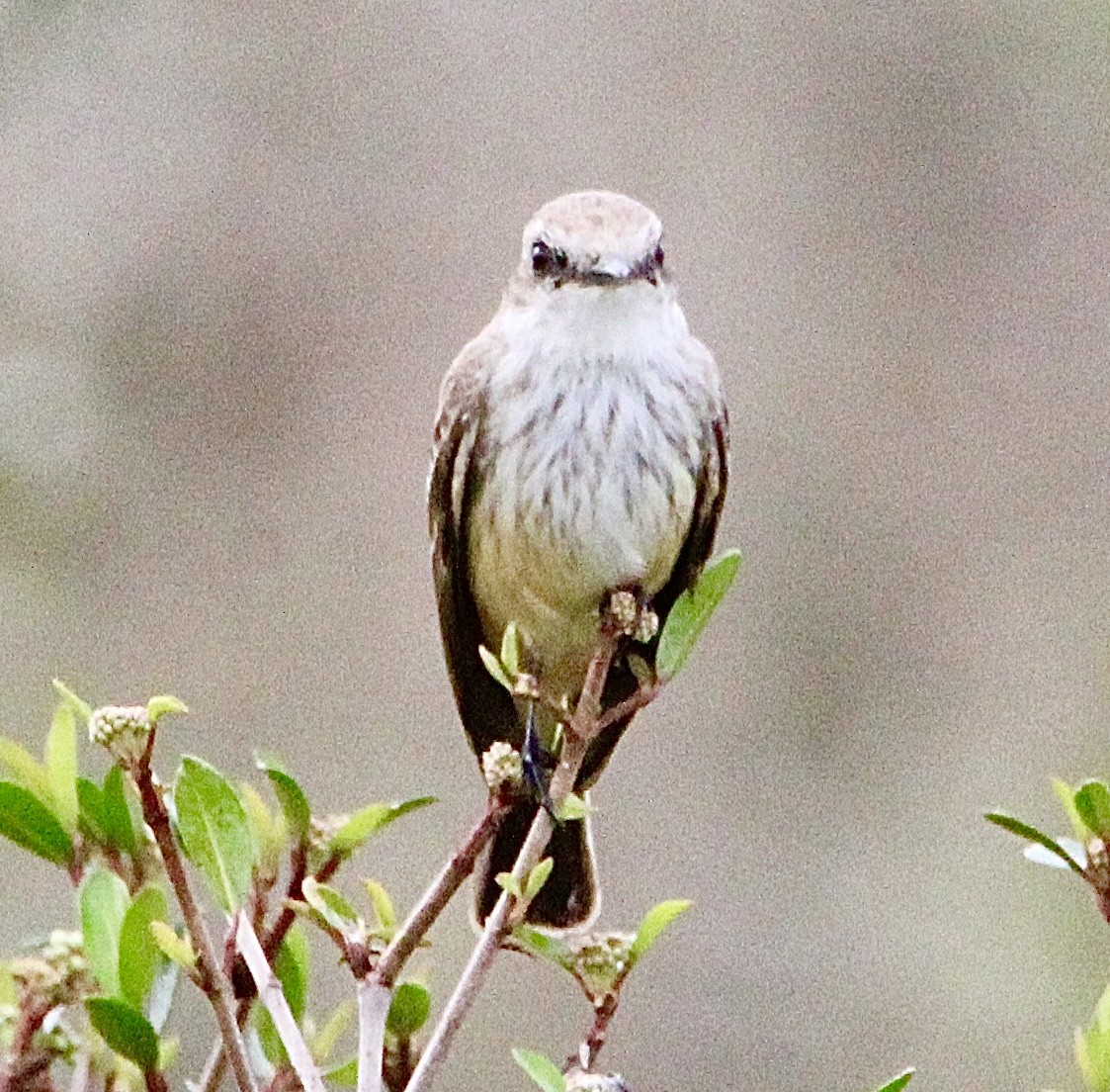 Vermilion Flycatcher - ML613956450