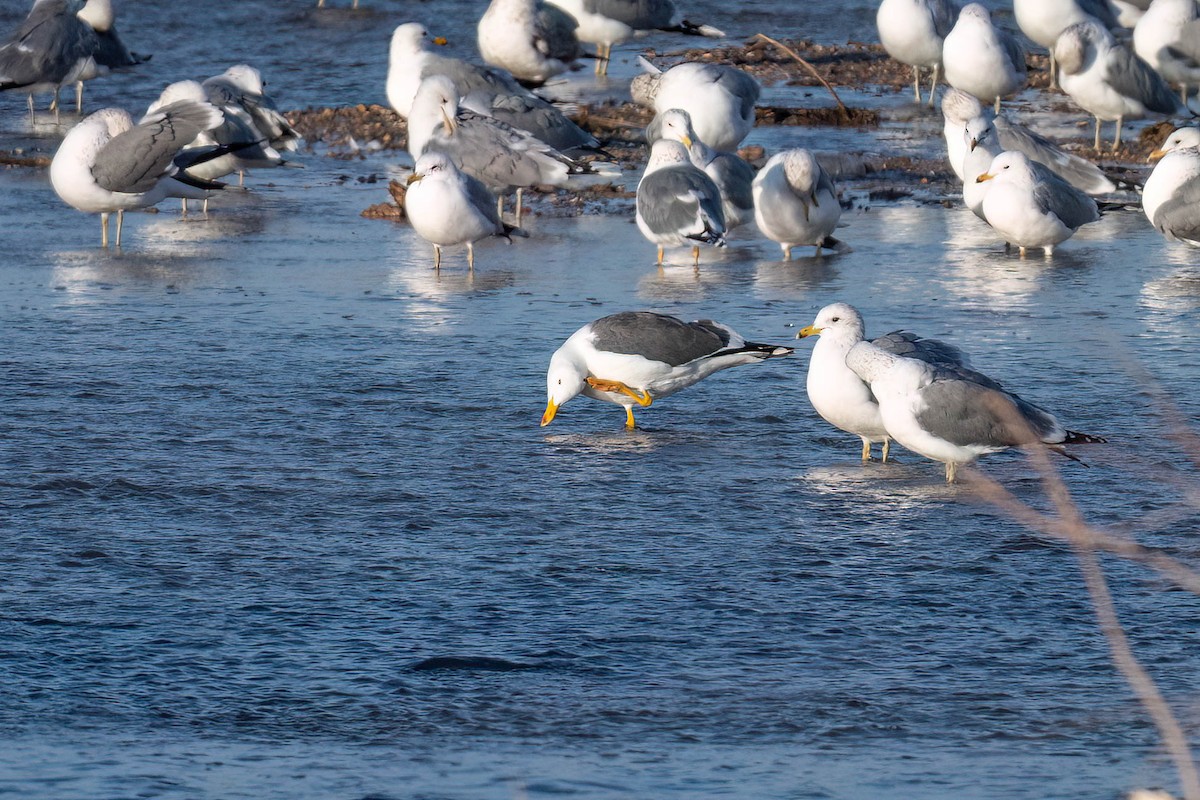 Yellow-footed Gull - ML613956486