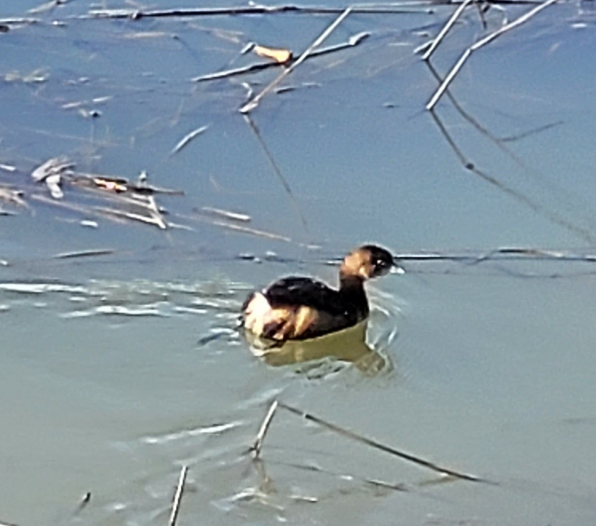 Pied-billed Grebe - ML613956500