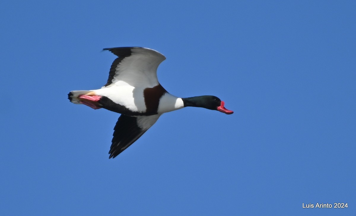 Common Shelduck - ML613956531