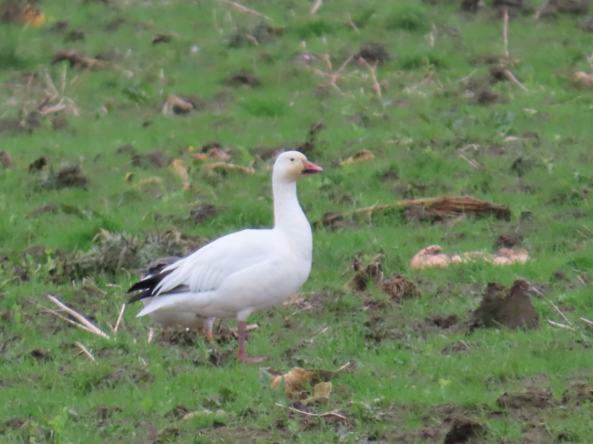 Snow Goose - ML613956573