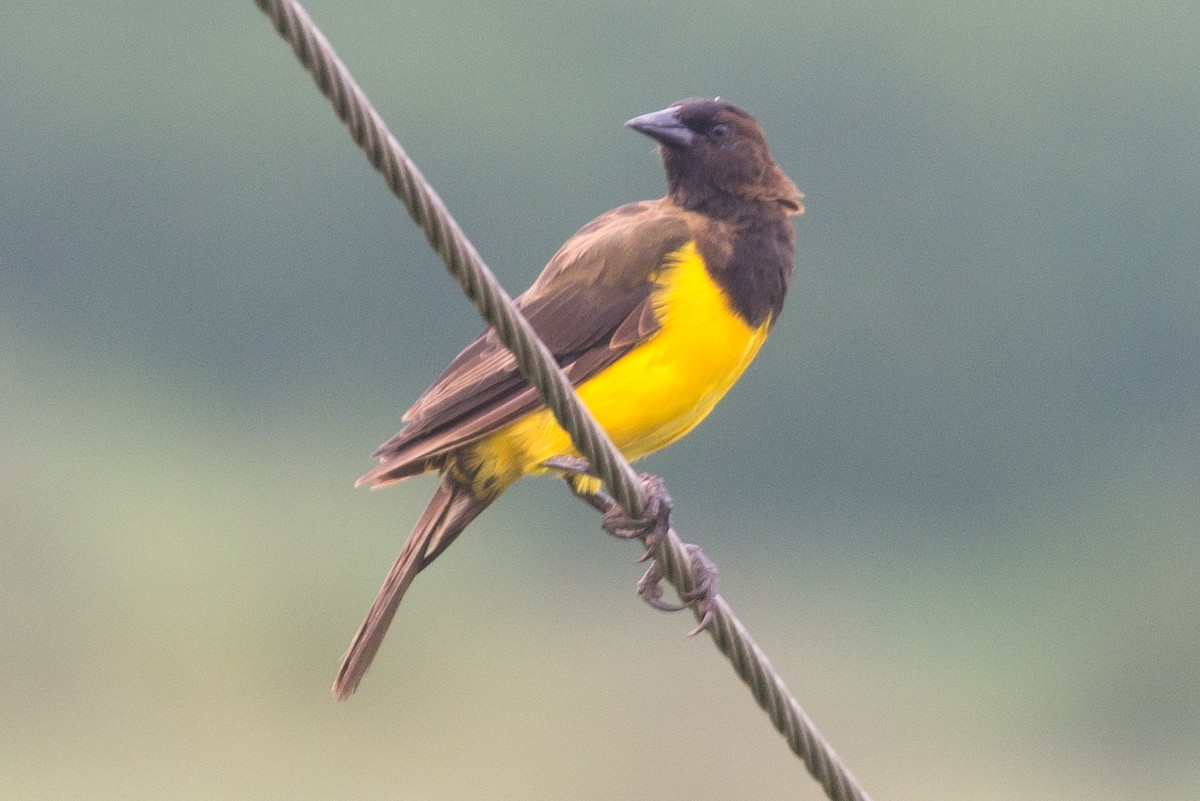 Yellow-rumped Marshbird - vincent bosson