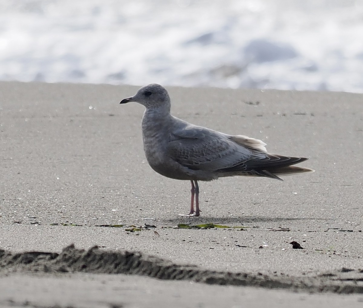 Short-billed Gull - ML613956650