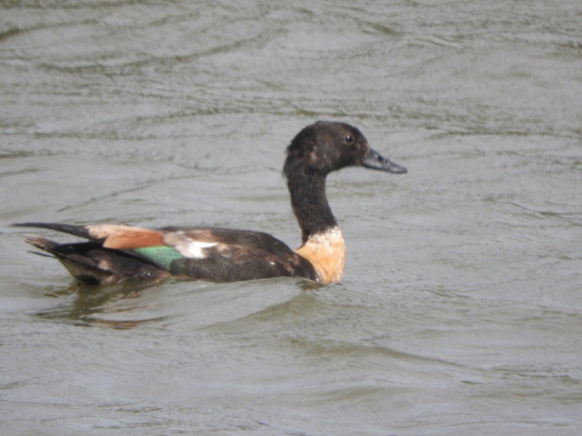 Australian Shelduck - ML613956727