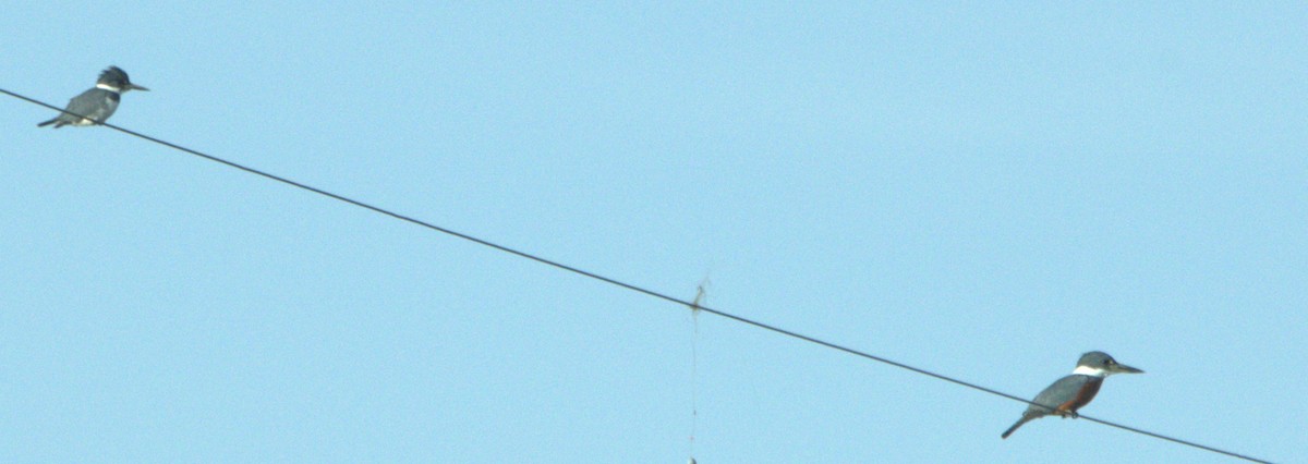 Красногрудый зимородок - ML613956731