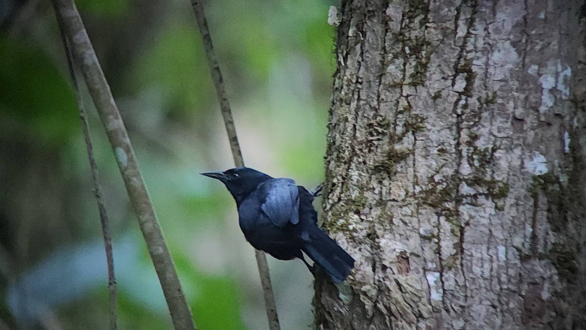 Jamaican Blackbird - ML613956766