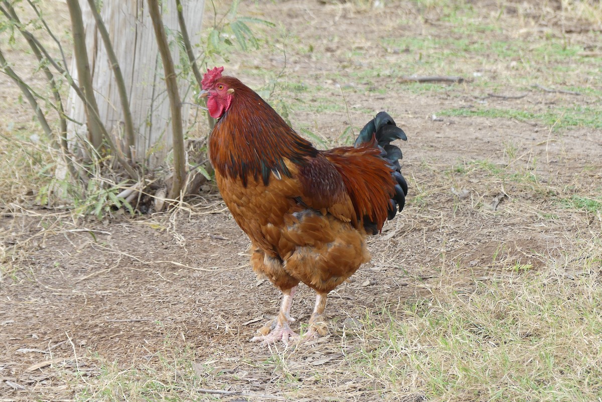 תרנגול בר (מבוית) - ML613956780