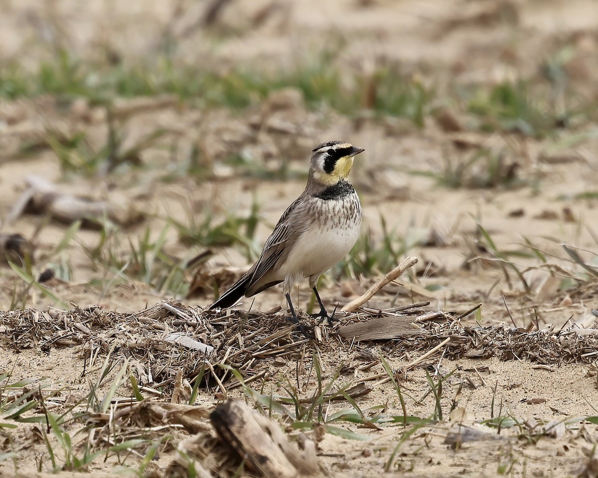 Horned Lark - Debbie Kosater