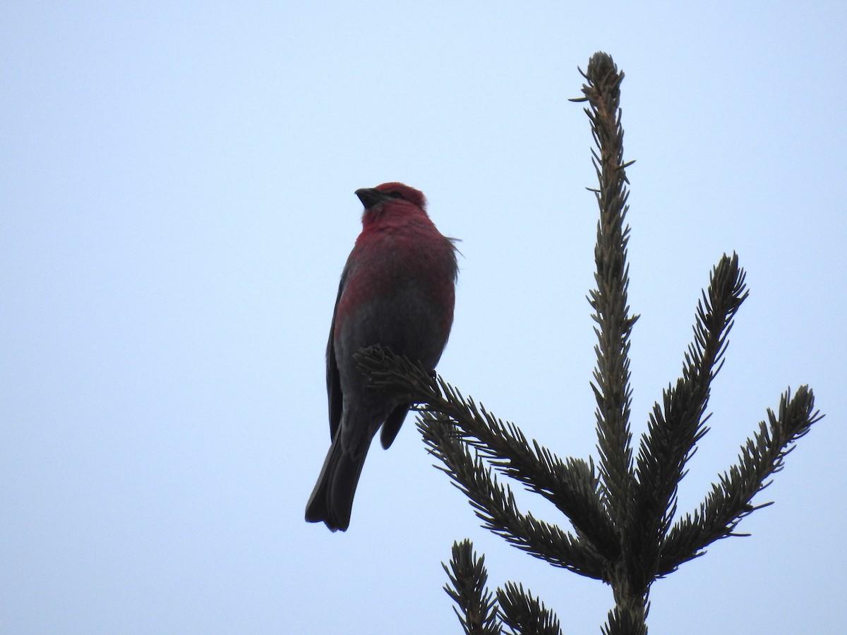 Pine Grosbeak - ML613956859