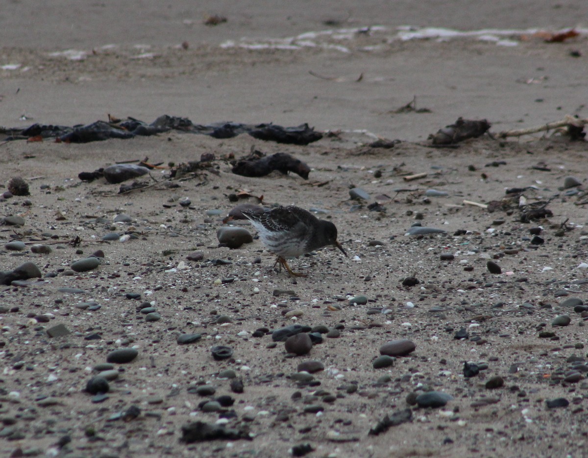 Purple Sandpiper - ML613956873