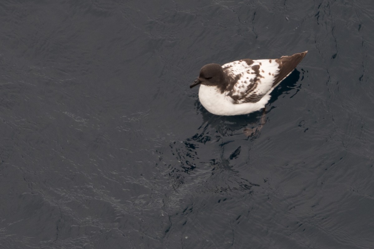 Cape Petrel - ML613956876