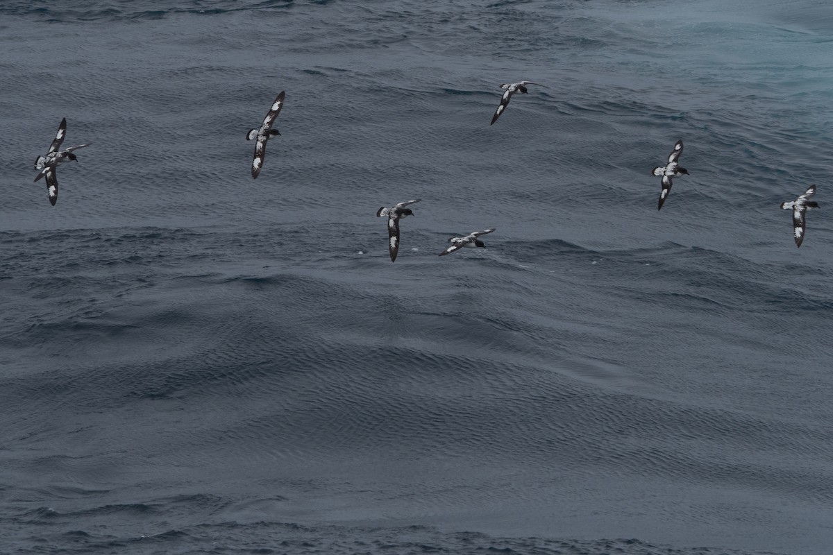 Cape Petrel - ML613956881