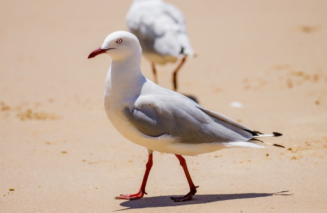 Gaviota Plateada - ML613956931