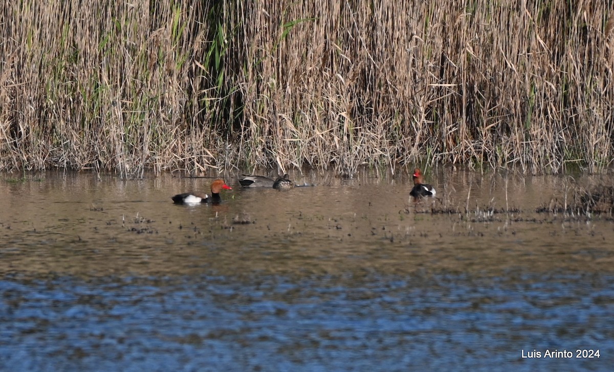 Red-crested Pochard - ML613956934