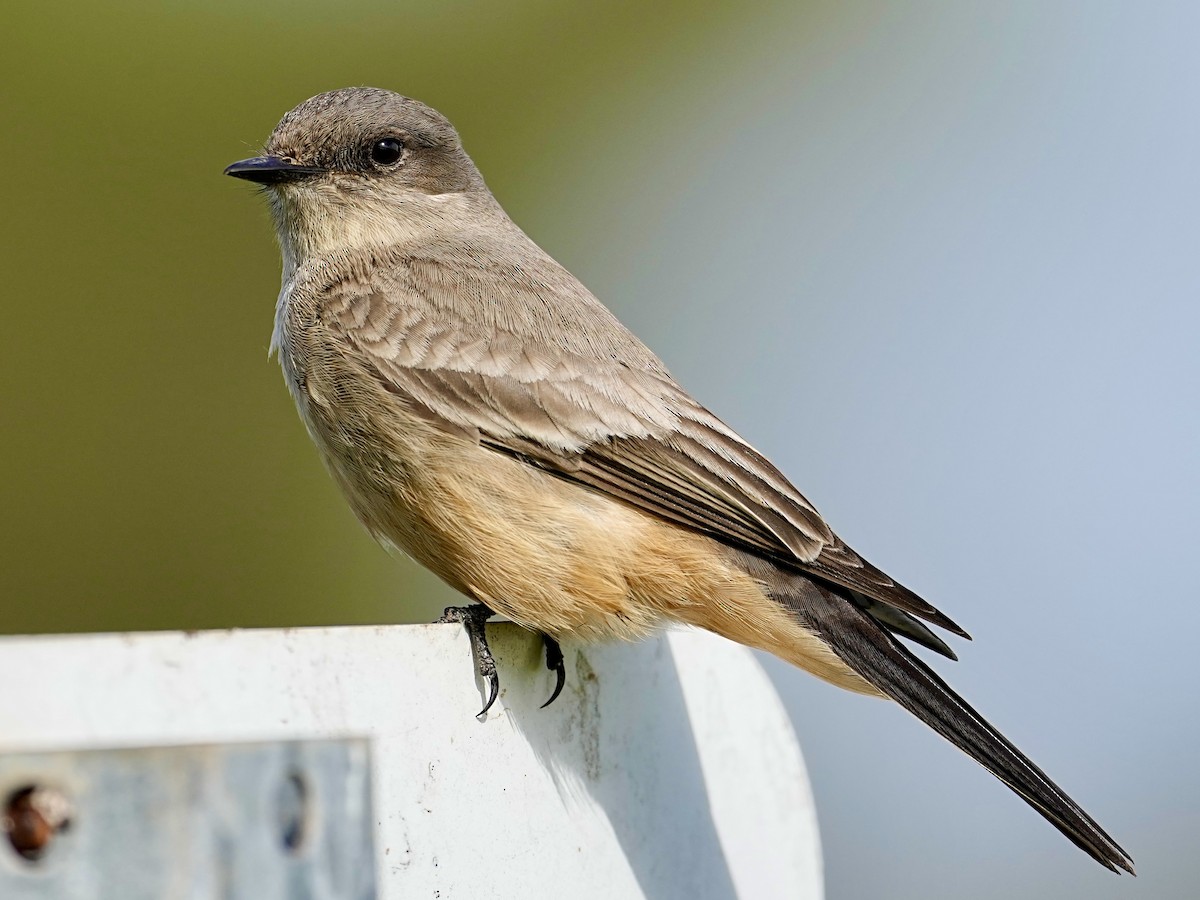 Say's Phoebe - ML613956948