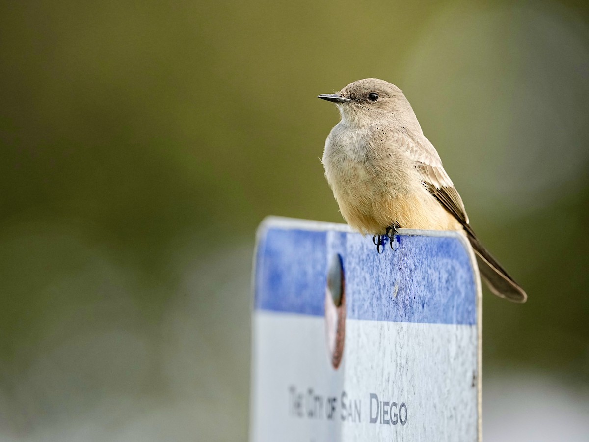 Say's Phoebe - ML613956950