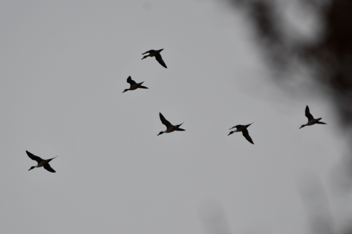 Northern Pintail - ML613956979