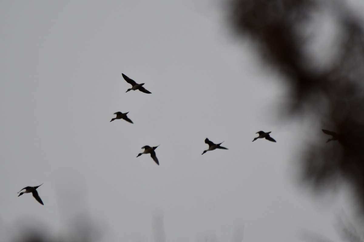 Northern Pintail - ML613956980