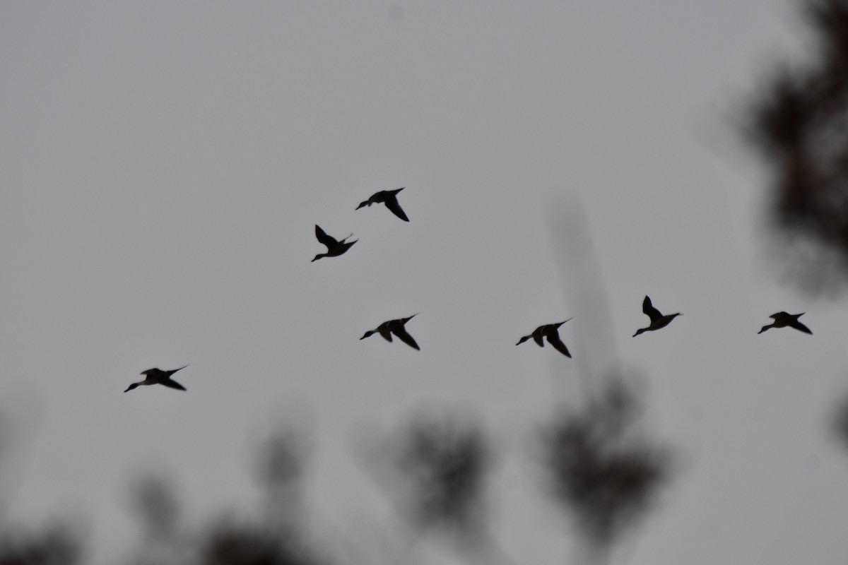 Northern Pintail - ML613956984