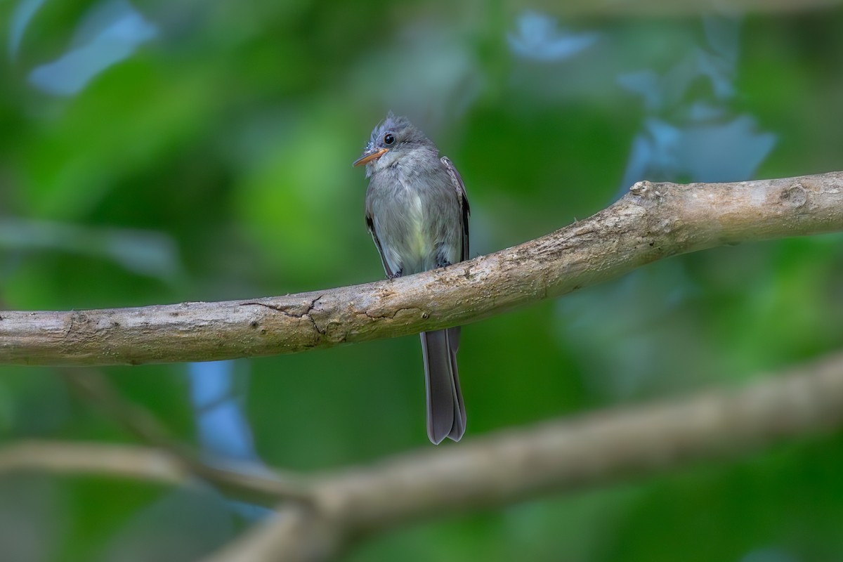 Northern Tropical Pewee - ML613957008