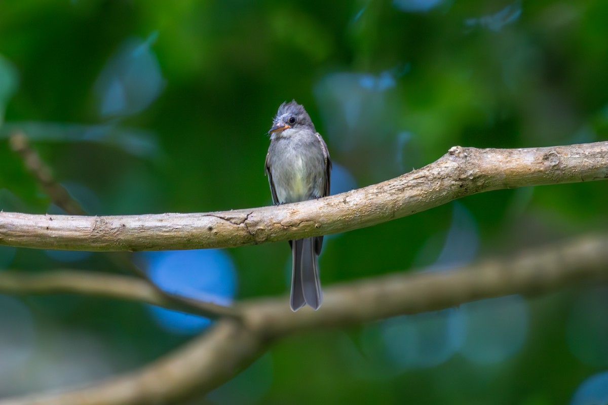 Northern Tropical Pewee - ML613957009