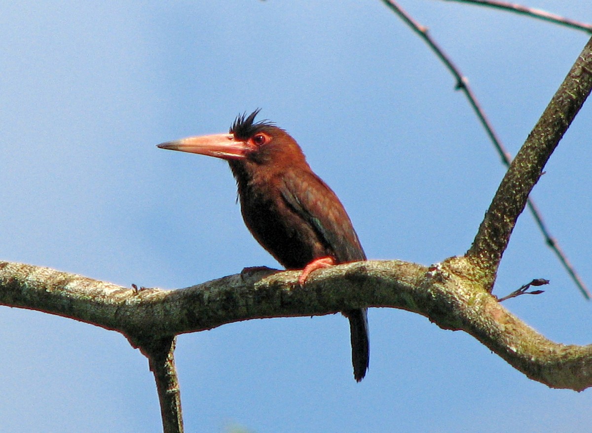 Purúsglanzvogel - ML613957023