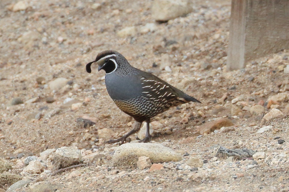 California Quail - ML613957031