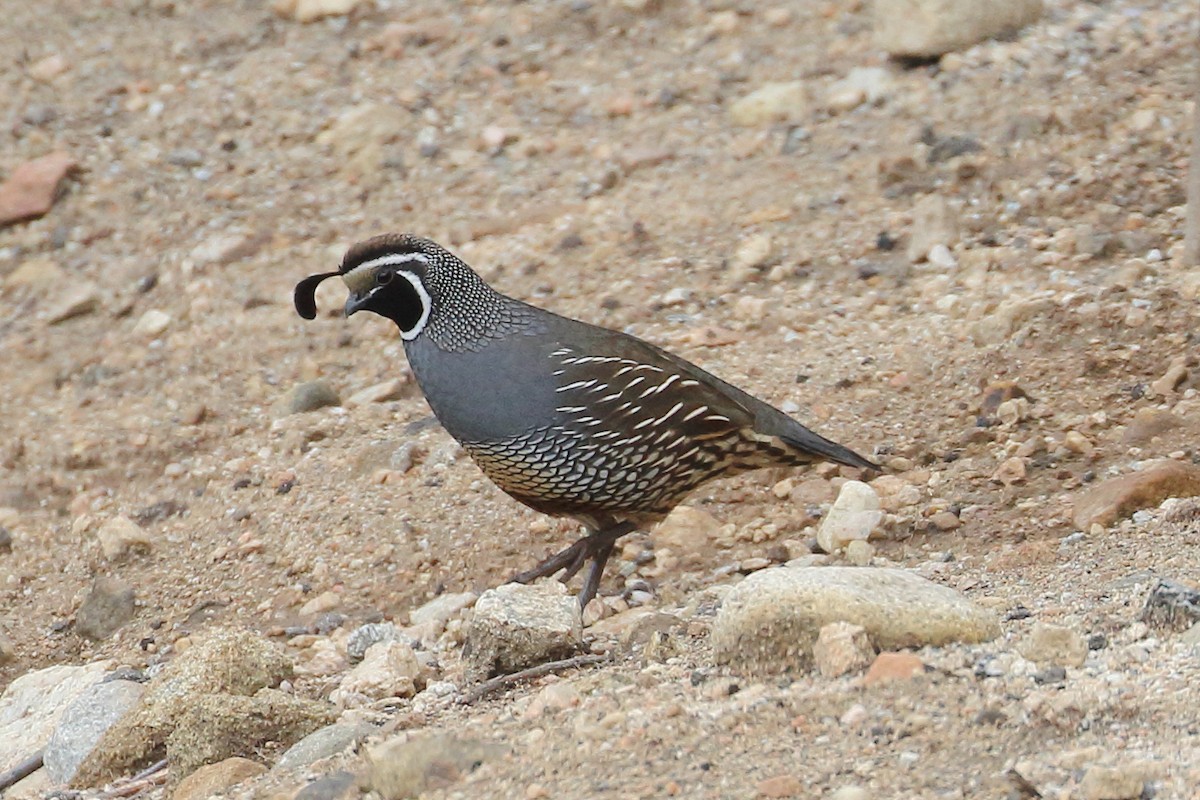 California Quail - ML613957054